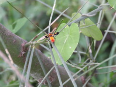 Oncopeltus guttaloides