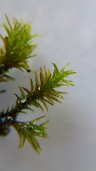 Bryopsida