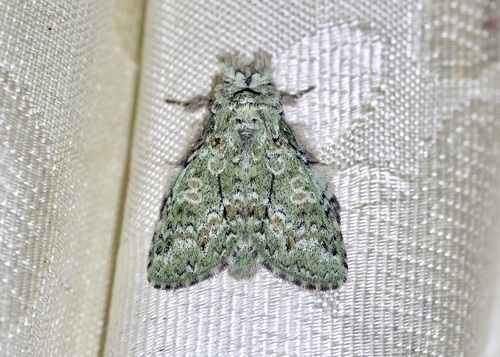 Desmeocraera octoginta moza