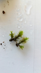 Bryopsida