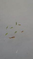 Ptychostomum capillare