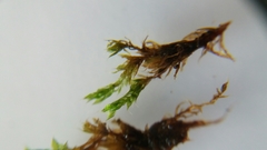 Ptychostomum capillare