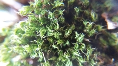 Ptychostomum capillare