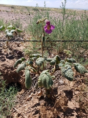 Proboscidea fragrans