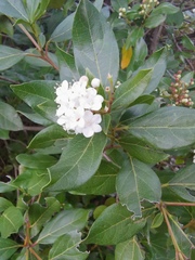 Viburnum lantana
