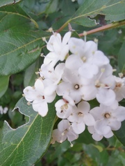 Viburnum lantana
