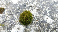 Bryopsida