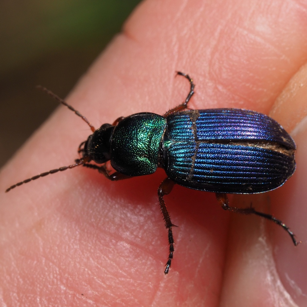 Chlaenius decipiens