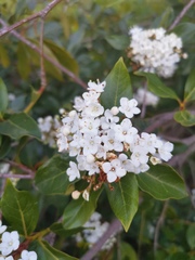 Viburnum lantana