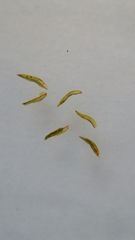 Bryopsida