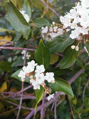 Viburnum lantana