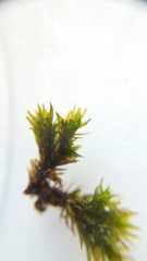 Bryopsida