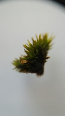 Bryopsida