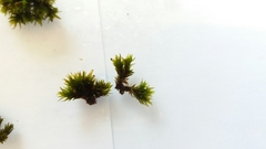 Bryopsida