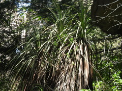 Nolineae