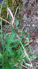 Tyria jacobaeae