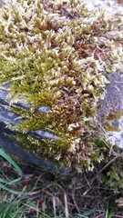 Homalothecium sericeum