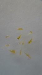 Homalothecium sericeum
