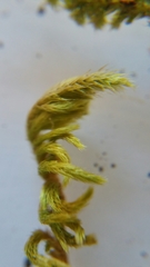 Homalothecium sericeum
