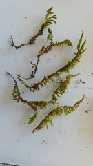 Homalothecium sericeum
