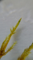 Calliergonella cuspidata