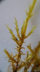 Calliergonella cuspidata