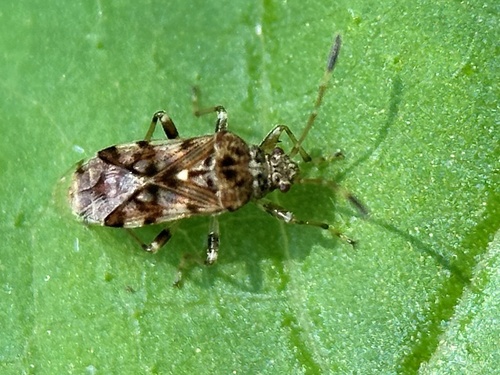 Bryanellocoris observed 2025-05-11