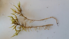 Calliergonella cuspidata