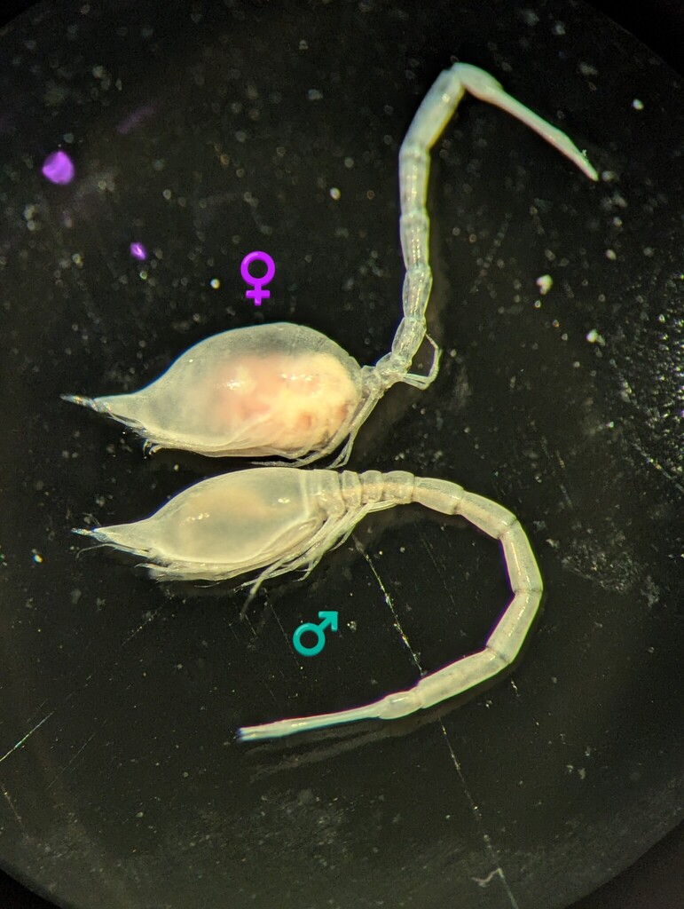 Atlantocuma