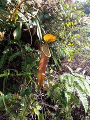 Nepenthes sanguinea