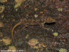 Cnemaspis samanalensis