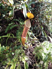 Nepenthes sanguinea