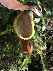 Nepenthes sanguinea