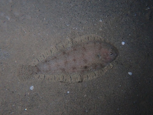 Solenette (Buglossidium luteum) — Soleidae — 2