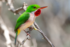 Broad-Billed Tody photo 3