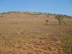 Parinari capensis capensis