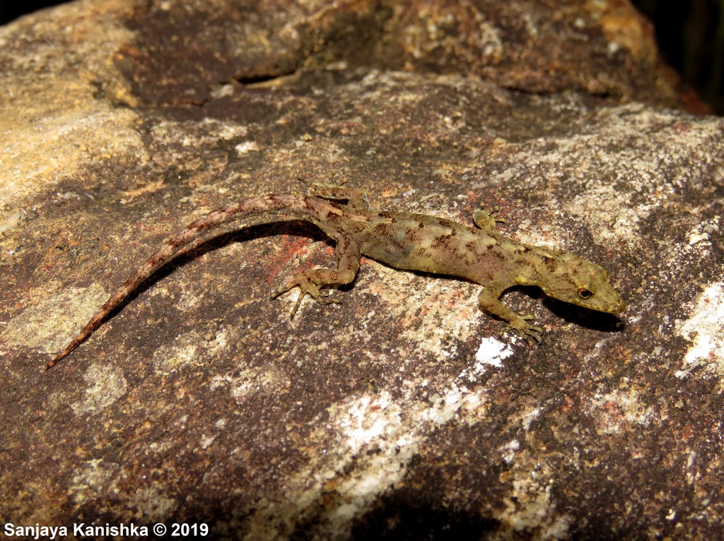 Rakwana Round-Eyed Gecko