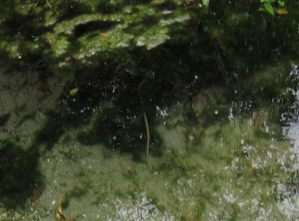 Mexican brook lamprey