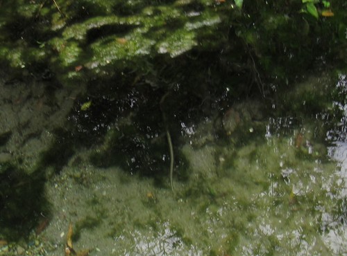 Mexican brook lamprey