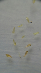 Calliergonella cuspidata