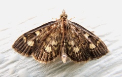 Anania plectilis