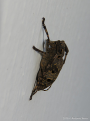 Mesosa curculionoides