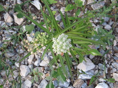 Asclepias woodsoniana
