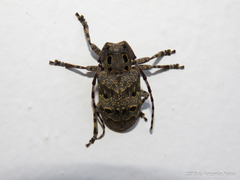 Mesosa curculionoides