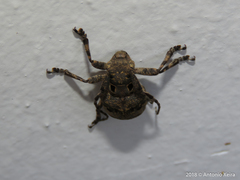 Mesosa curculionoides