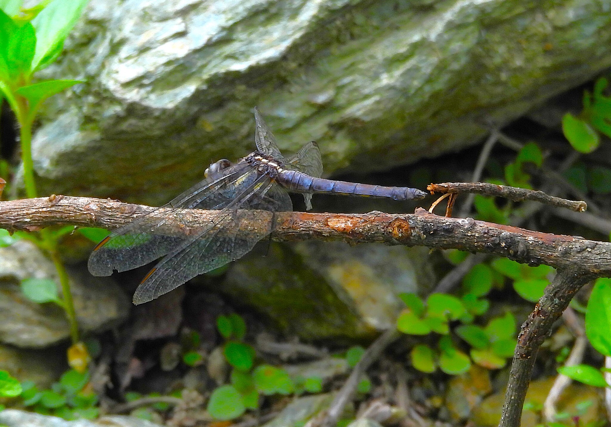 Blue Marsh Hawk