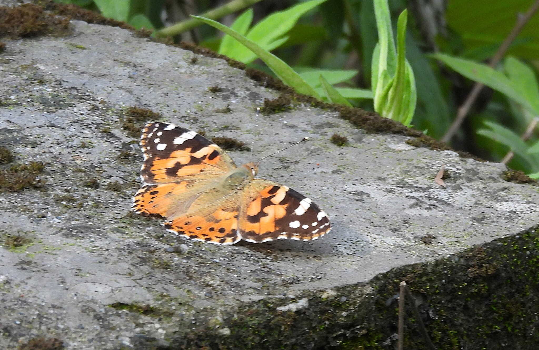 Painted Lady