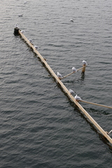 Chroicocephalus ridibundus