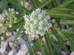 Asclepias woodsoniana