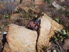 Crassula swaziensis